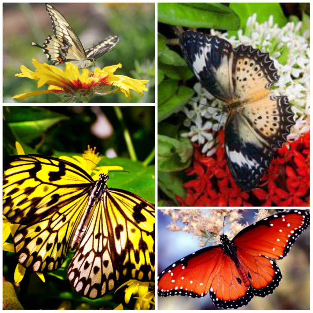 Butterfly Wonderland to Open in May 2013 - Jeff Cameron